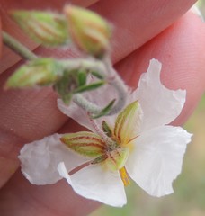 Helianthemum asperum