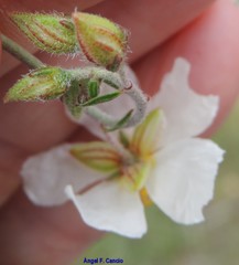 Helianthemum asperum