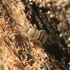 Entomobrya assuta