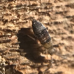 Entomobrya clitellaria