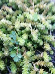 Sedum acre