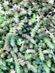 Sedum acre