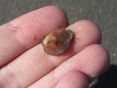 Siphonaria lessonii