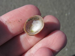 Siphonaria lessonii