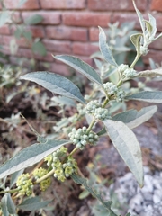 Buddleja sessiliflora