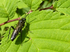 Macrophya infumata
