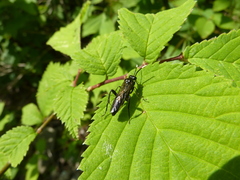 Macrophya infumata