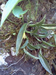 Pleurothallis arietina