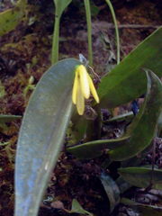 Pleurothallis arietina