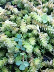 Sedum acre
