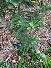 Araucaria montana