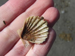 Aequipecten tehuelchus