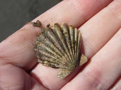 Aequipecten tehuelchus