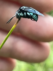 Thyreus nitidulus nitidulus