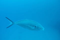 Pseudocaranx georgianus