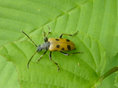 Brachyta sachalinensis