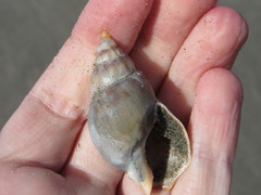 Buccinanops cochlidium