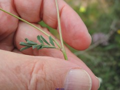Hippocrepis scabra