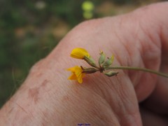 Hippocrepis scabra