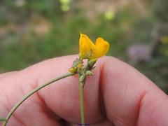 Hippocrepis scabra