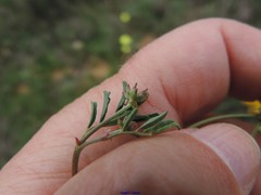 Hippocrepis scabra
