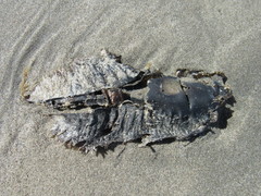 Callorhinchus callorynchus