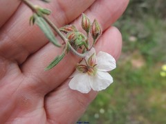 Helianthemum asperum