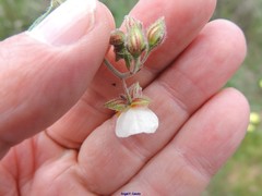 Helianthemum asperum