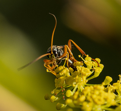 Eutanyacra licitatoria