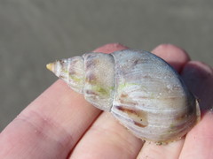 Buccinanops cochlidium