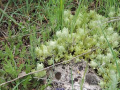 Teucrium gnaphalodes