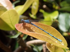 Argia anceps