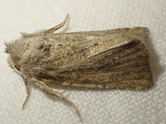 Photedes fluxa
