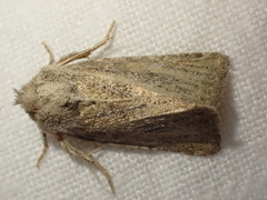 Photedes fluxa