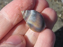 Buccinastrum deforme