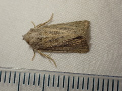 Photedes fluxa
