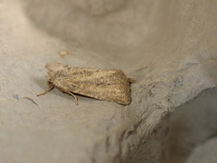 Photedes fluxa