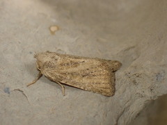 Photedes fluxa