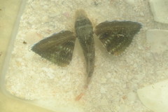 Prionotus rubio