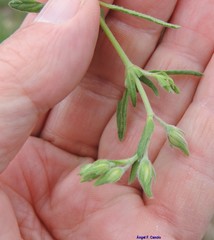 Helianthemum ledifolium