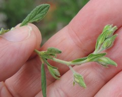 Helianthemum ledifolium