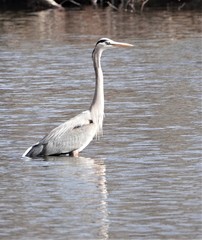 Ardea herodias