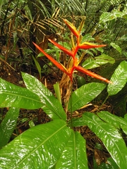 Heliconia acuminata
