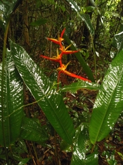 Heliconia acuminata