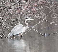 Ardea herodias