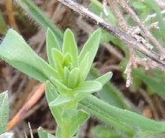 Haplophyllum linifolium