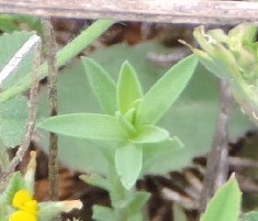 Haplophyllum linifolium