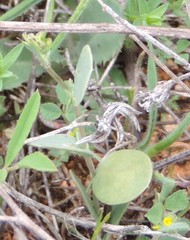 Coronilla scorpioides