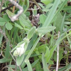 Helianthemum ledifolium