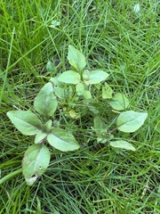 Clarkia springvillensis